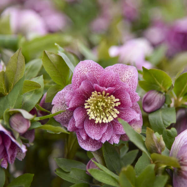 Helleborus x hybridus 'Wedding Crasher' (Lenten Rose)