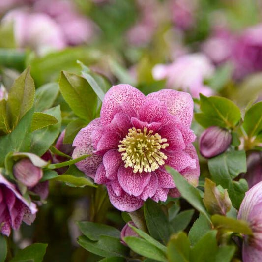 Helleborus x hybridus 'Wedding Crasher' (Lenten Rose)