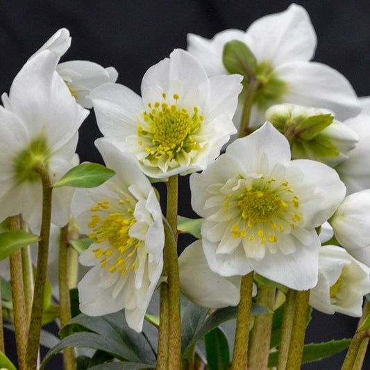 Helleborus niger 'Snowbells'