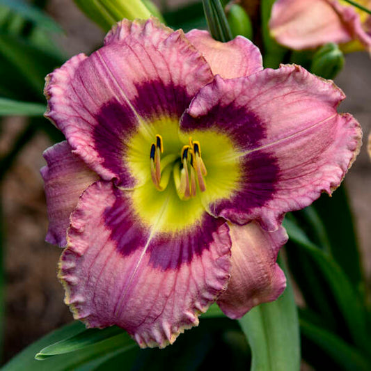 Hemerocallis 'Always Afternoon'