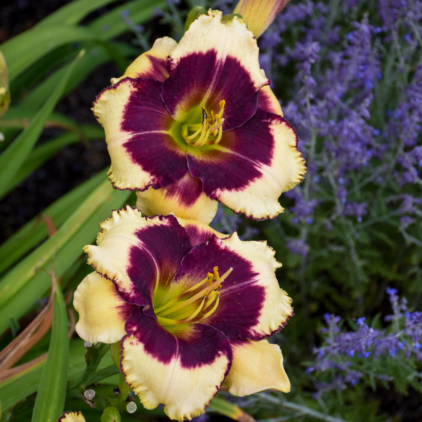 Hemerocallis 'Blackthorne'