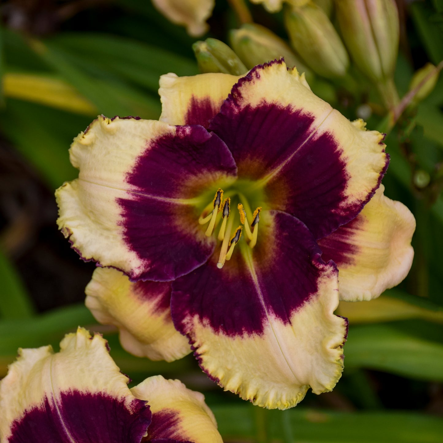 Hemerocallis 'Blackthorne'