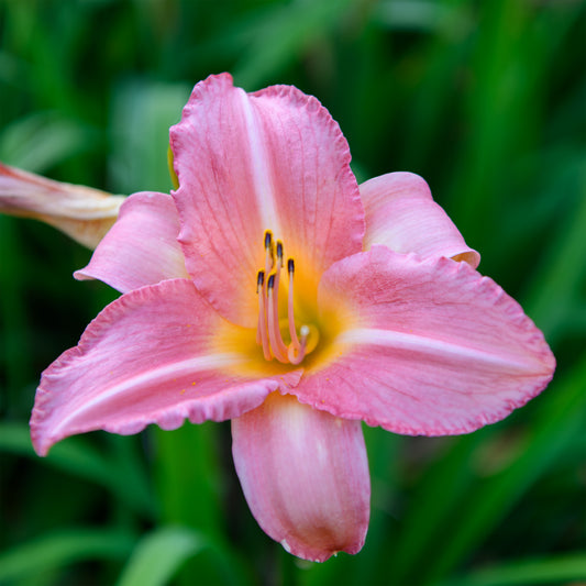 Hemerocallis 'Cedar Waxwing'