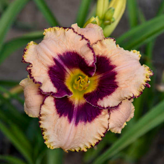 Hemerocallis 'Daring Deception'