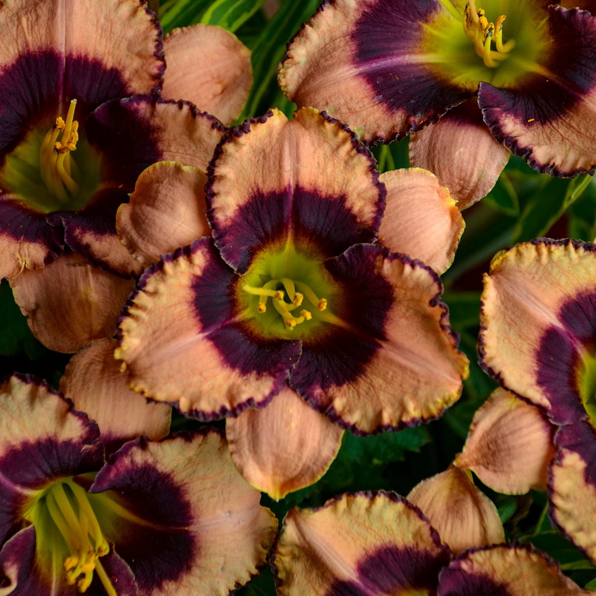 Hemerocallis 'Daring Deception'