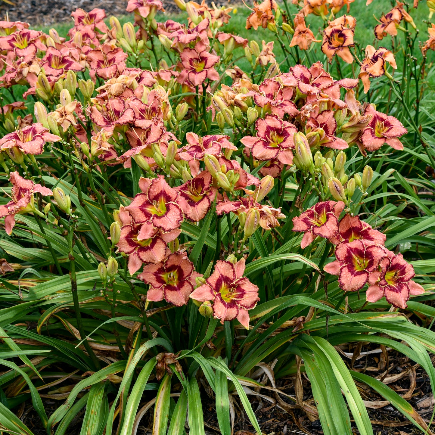Hemerocallis 'Fearfully and Wonderfully Made'