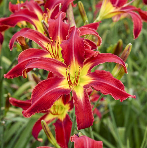 Hemerocallis 'Heavenly United We Stand'