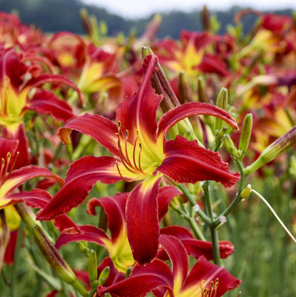 Hemerocallis 'Heavenly United We Stand'