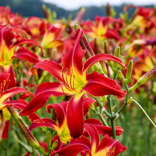 Hemerocallis 'Heavenly United We Stand'