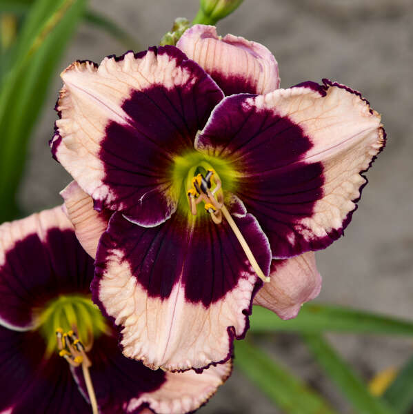Hemerocallis 'Jane Trimmer'