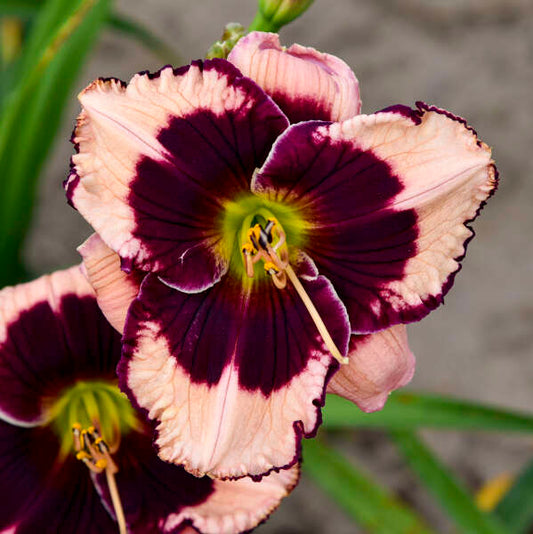 Hemerocallis 'Jane Trimmer'