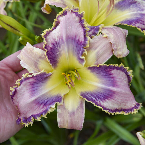Hemerocallis 'Kingdom Bound'