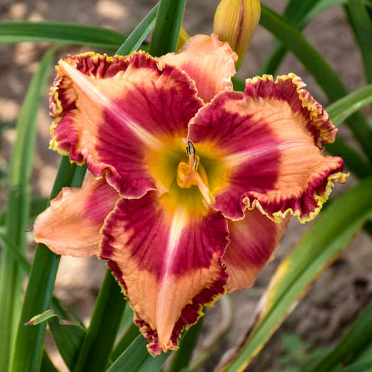 Hemerocallis 'Lake of Fire'