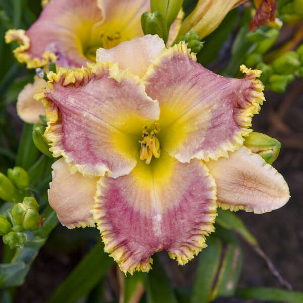 Hemerocallis 'Now You See Me' (Daylily)