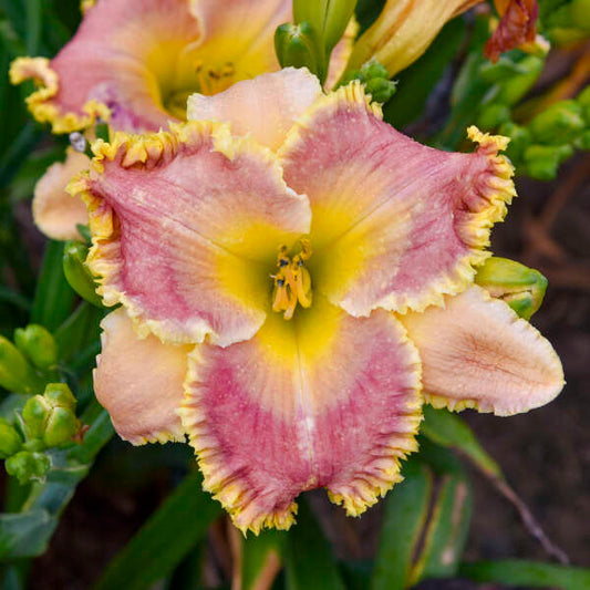 Hemerocallis 'Now You See Me' (Daylily)