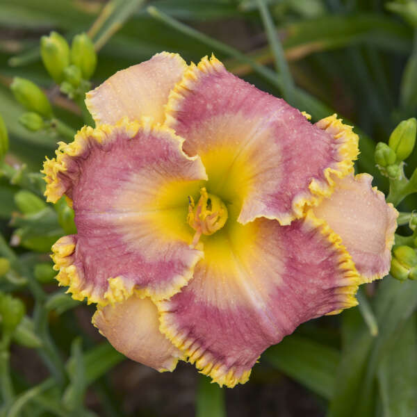 Hemerocallis 'Now You See Me' (Daylily)