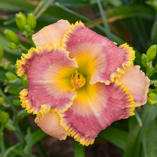 Hemerocallis 'Now You See Me' (Daylily)