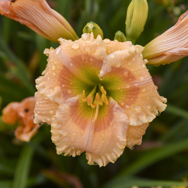 Hemerocallis 'Orange Smoothie'