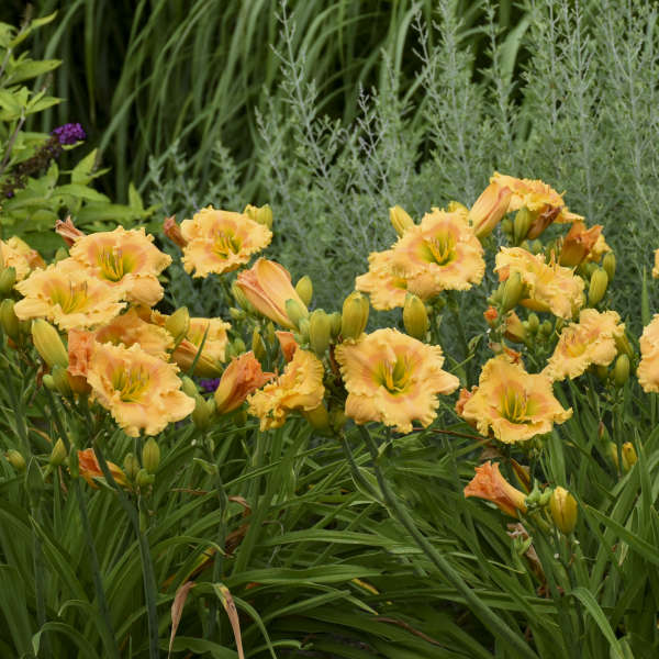 Hemerocallis 'Orange Smoothie'