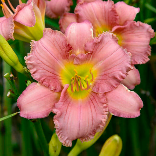 Hemerocallis 'Pinkapotamus' (Daylily)