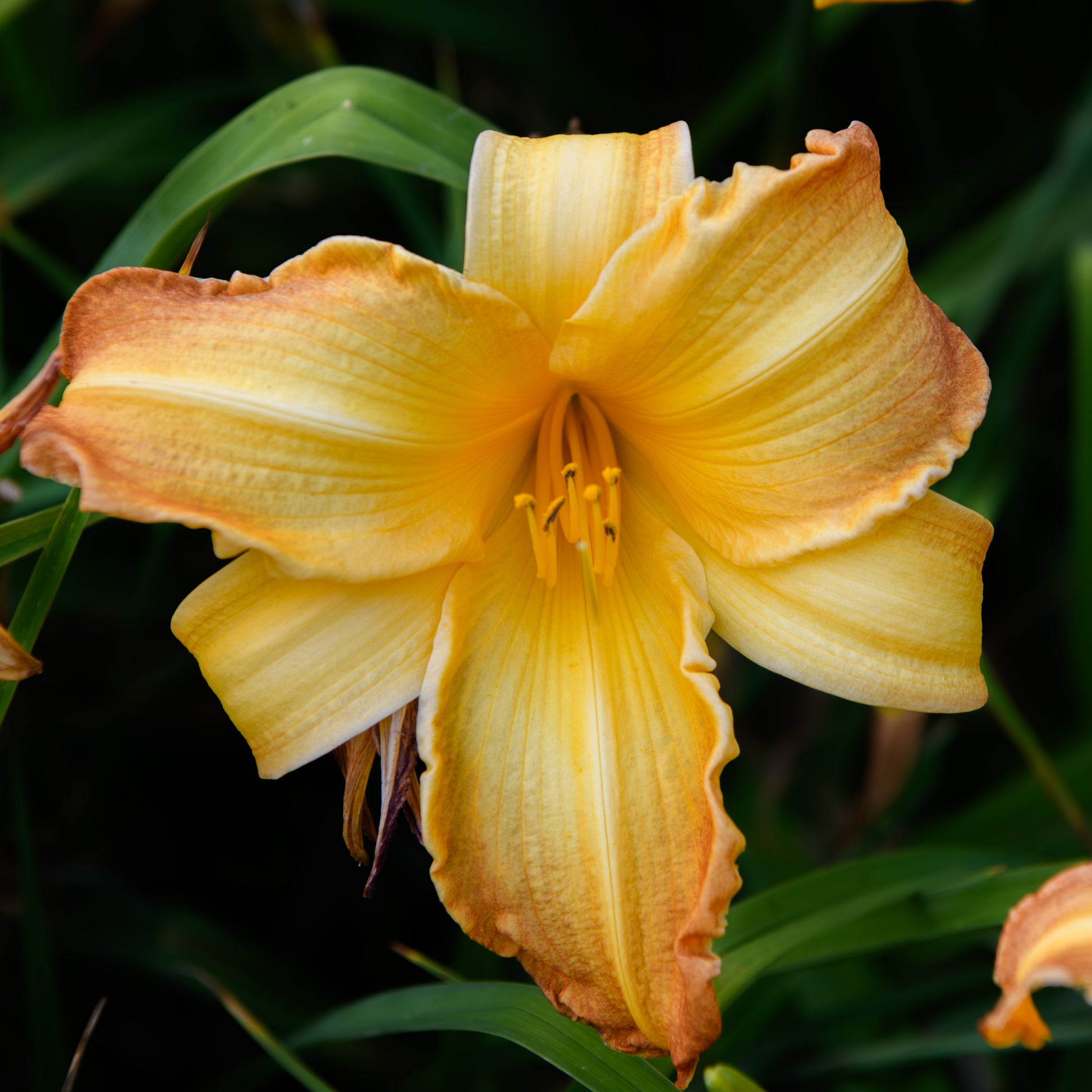 Close-up of a yellow-orange daylily flower with green leaves in the background