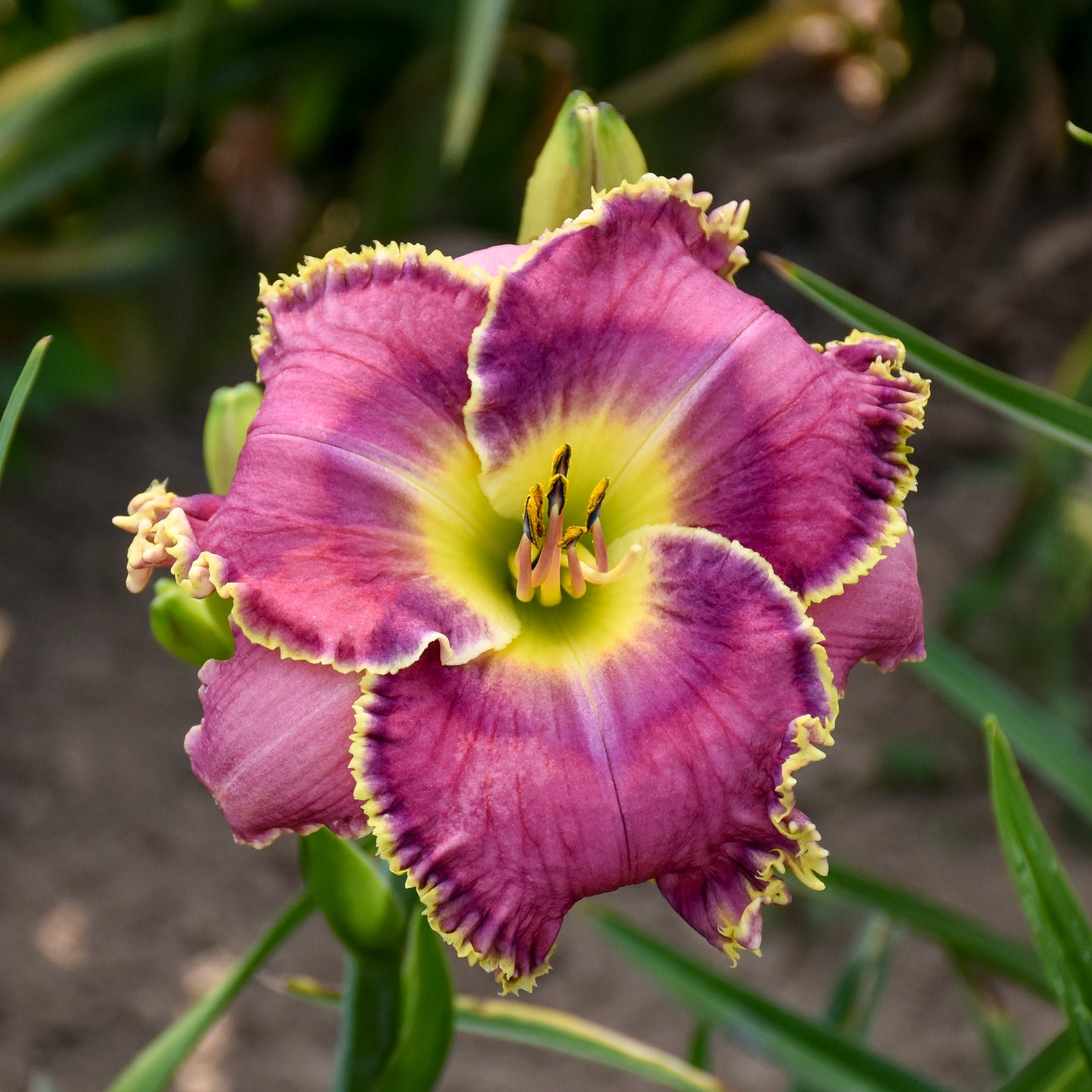 Hemerocallis 'Raspberry Eclipse'