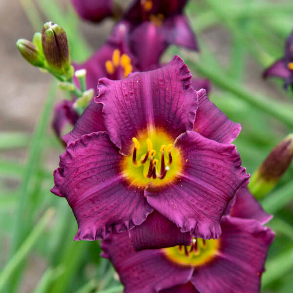 Hemerocallis 'Rule of Plum' (Daylily)
