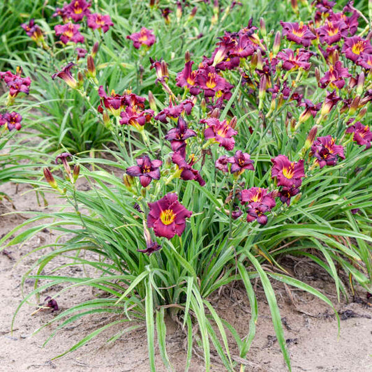 Hemerocallis 'Rule of Plum' (Daylily)