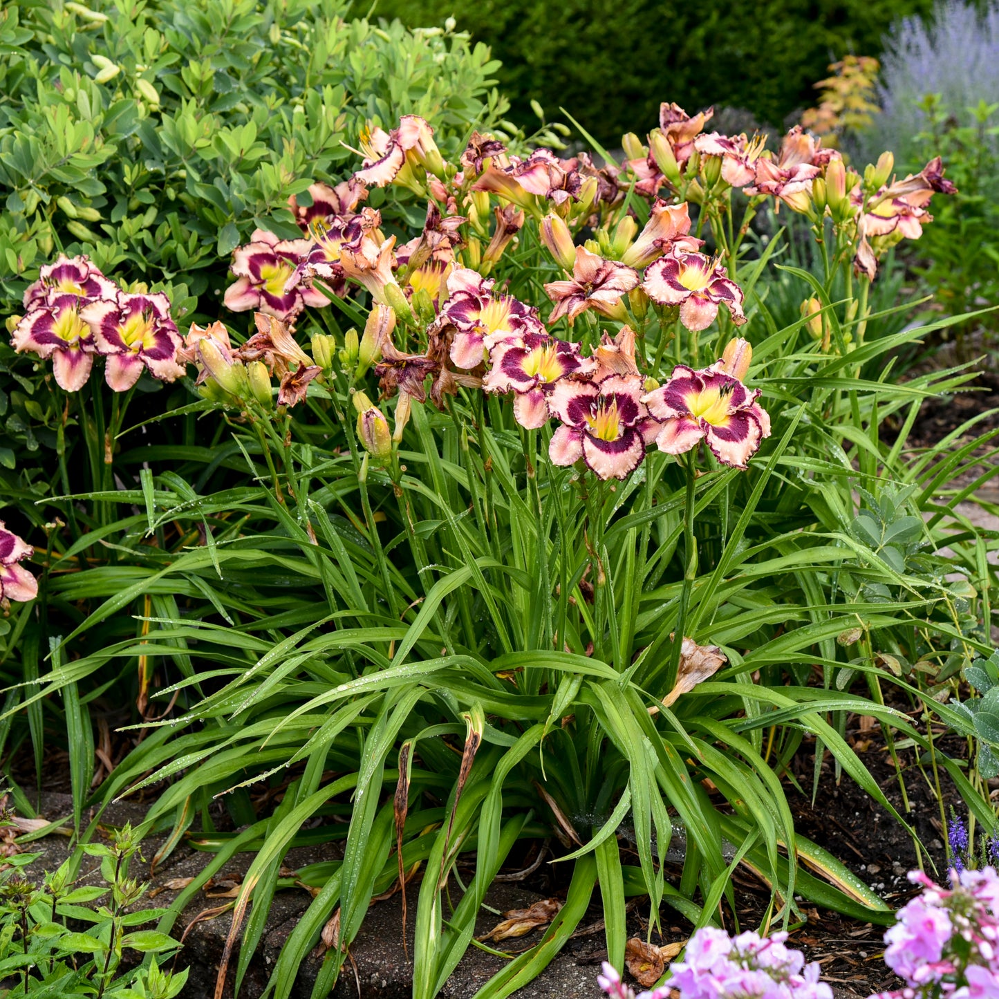 Hemerocallis 'Sound of my Heart'