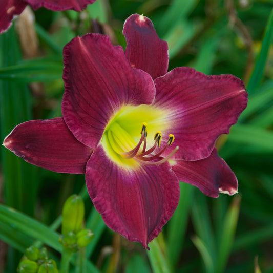 A close-up image of a Hemerocallis 'Strutter's Ball' flower, showing a black-purple petal with a silky texture and a small lemon green throat.