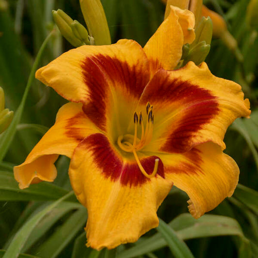 Hemerocallis 'Tiger Swirl'