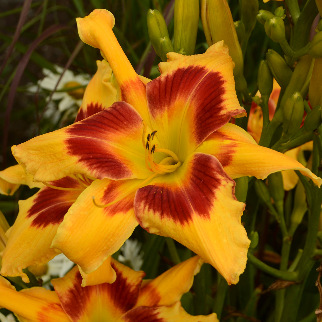Hemerocallis 'Tiger Swirl'