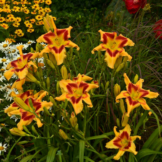 Hemerocallis 'Tiger Swirl'