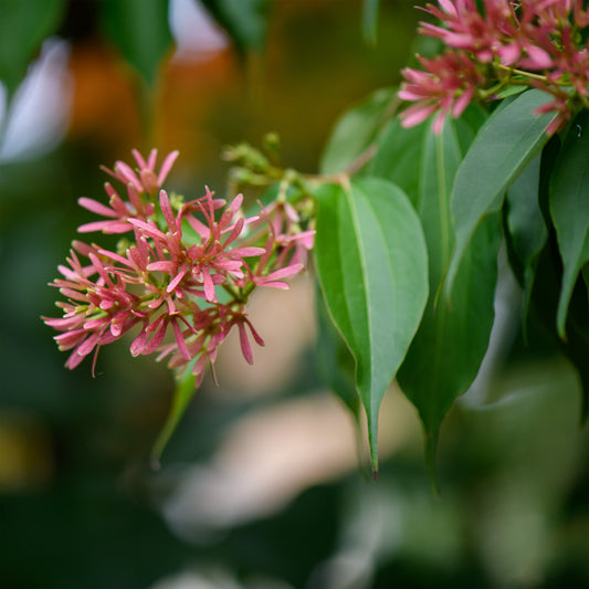 Heptacodium miconioides 'Temple of Bloom' - Seven Son Flower