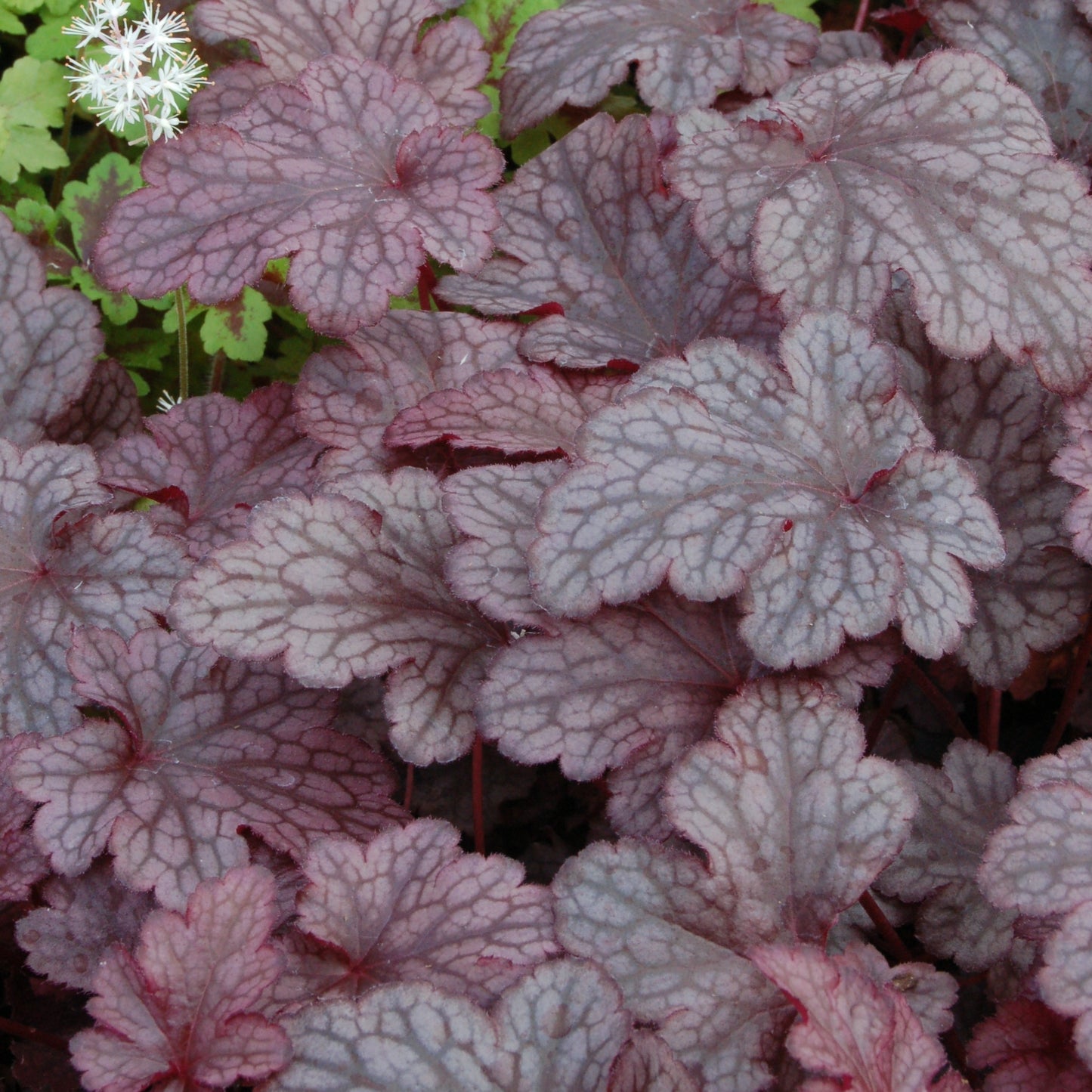 Heuchera x 'Plum Pudding'