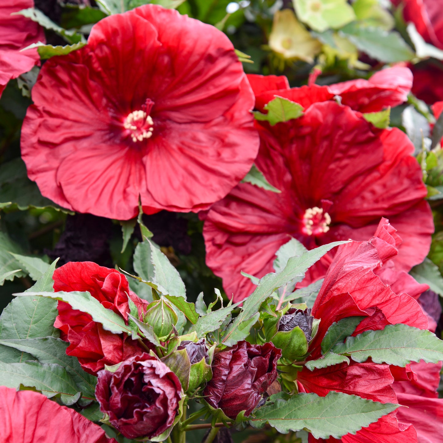 Hibiscus x  'Blackberry Merlot'