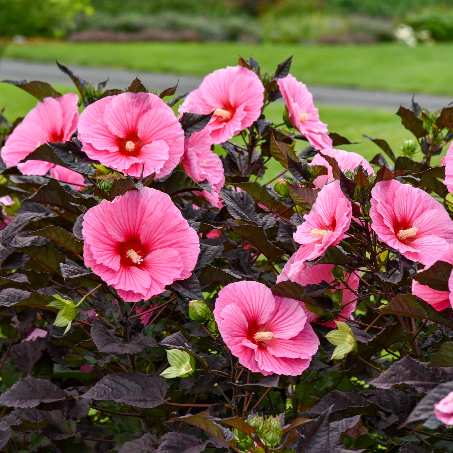 Hibiscus moscheutos 'Edge of Night'