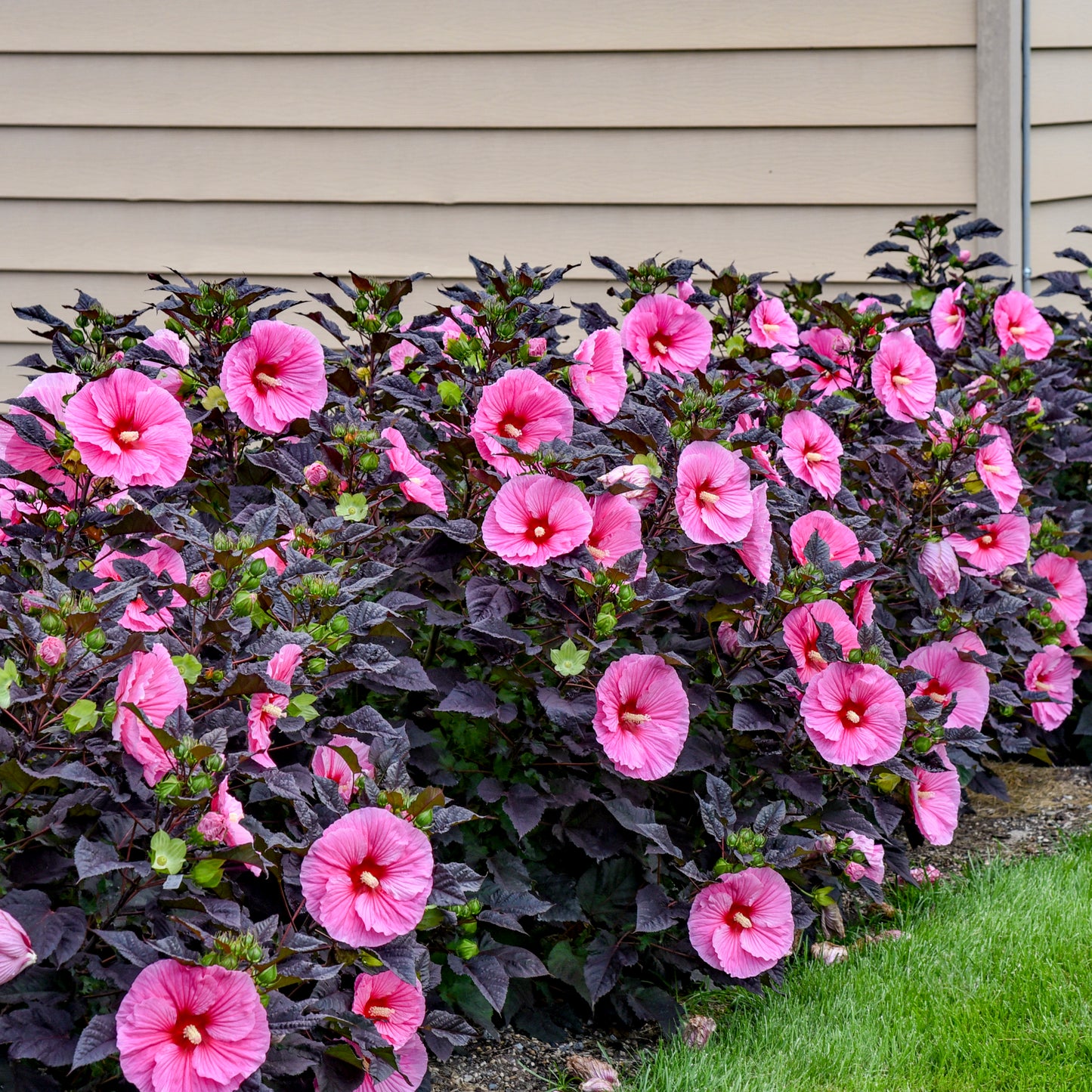 Hibiscus moscheutos 'Edge of Night'