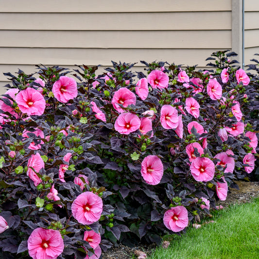 Hibiscus moscheutos 'Edge of Night' -