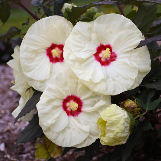 Hibiscus moscheutos 'French Vanilla'