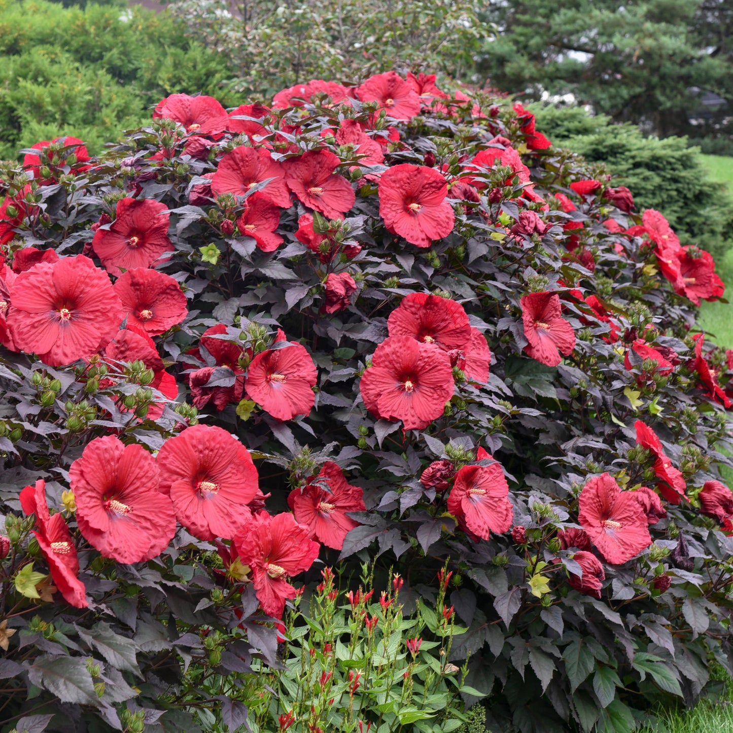 Hibiscus moscheutos 'Holy Grail' -