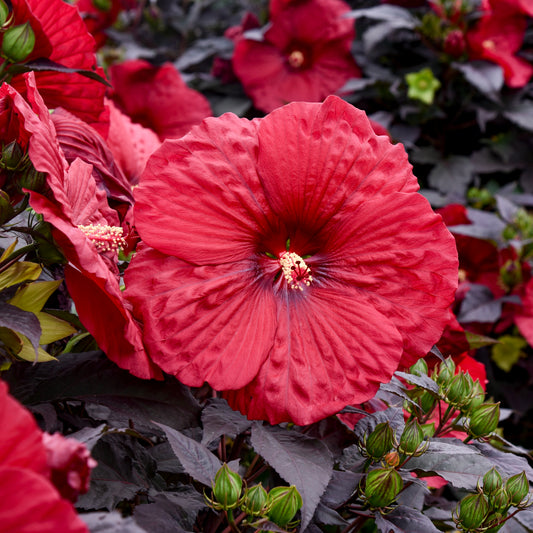 Hibiscus moscheutos  'Holy Grail'