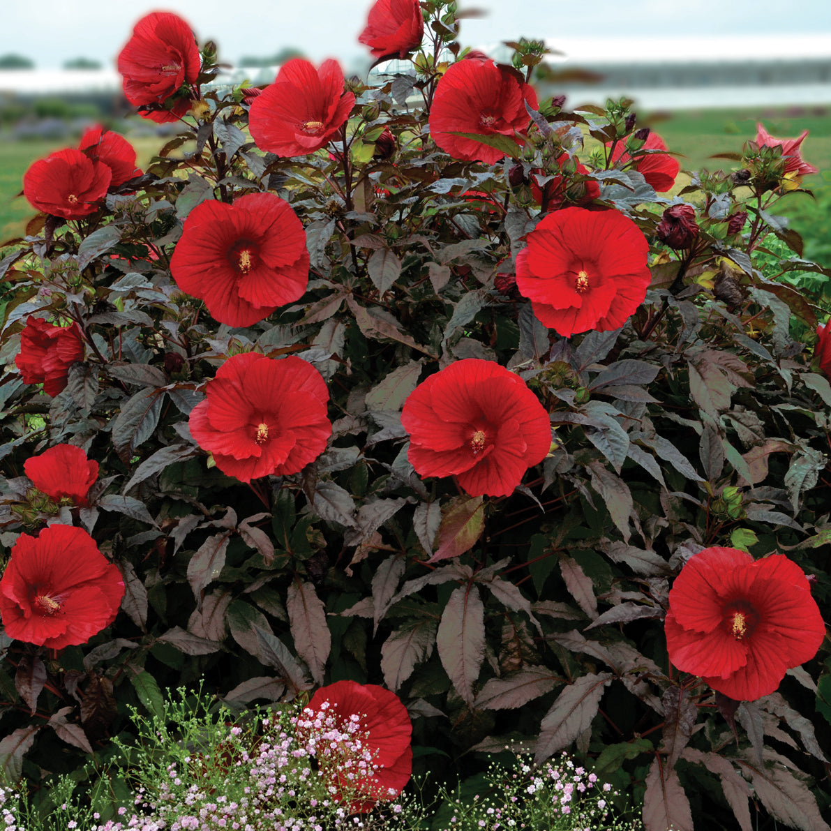 Hibiscus x malvaceae  'Midnight Marvel'