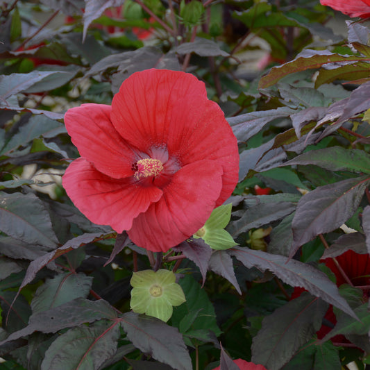 Hibiscus x malvaceae  'Midnight Marvel'