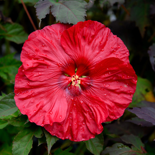 Hibiscus moscheutos 'Valentines Crush'