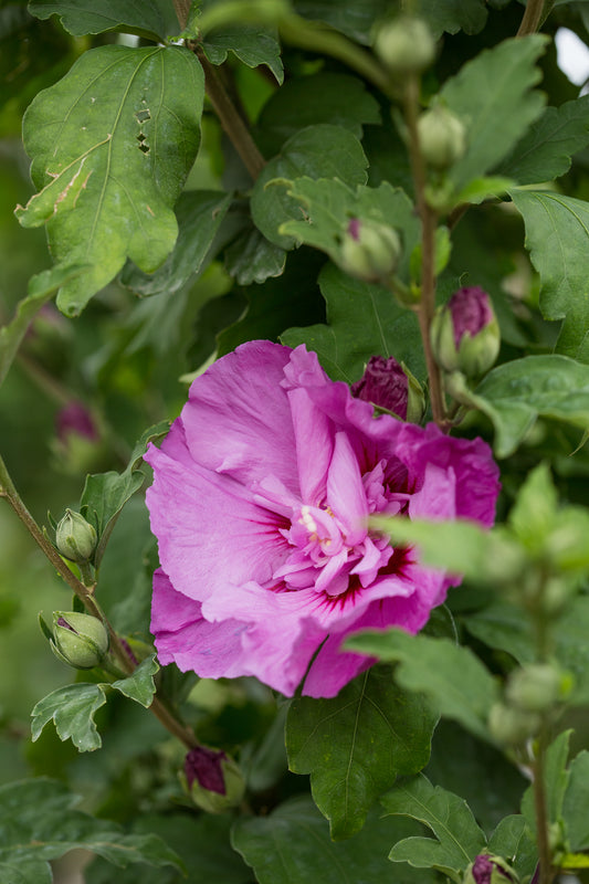 Hibiscus syriacus First Editions® Tahiti™