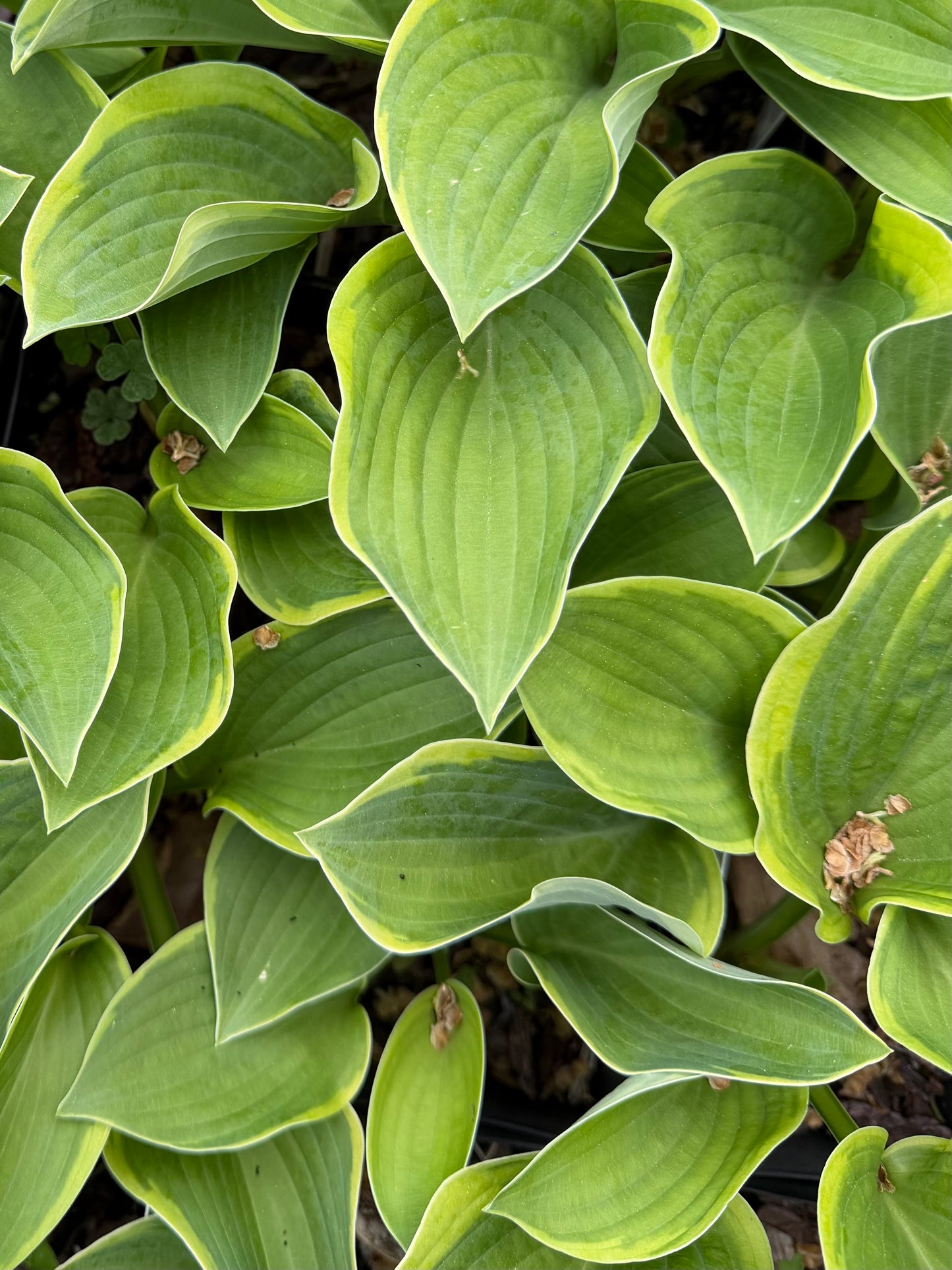 Close-up of green leaves with yellow edges
