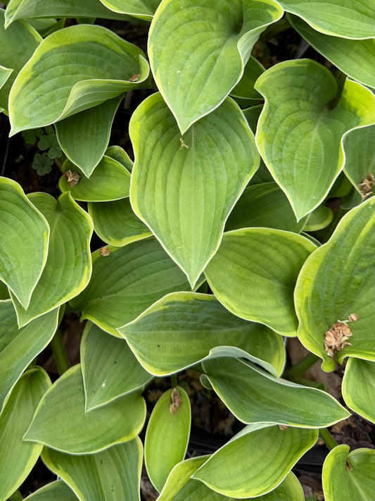 Close-up of green leaves with yellow edges