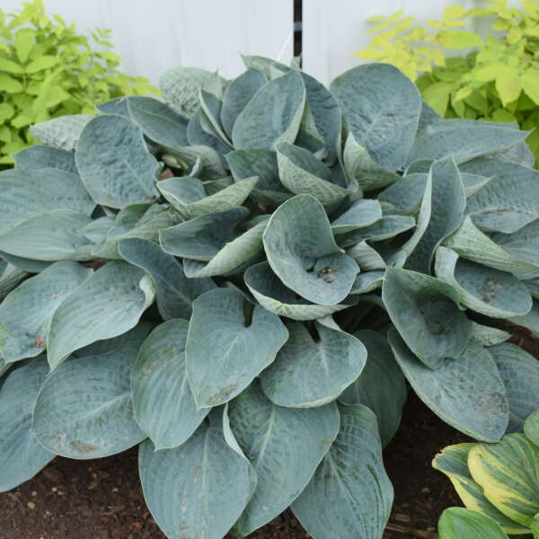 Hosta 'Above the Clouds’