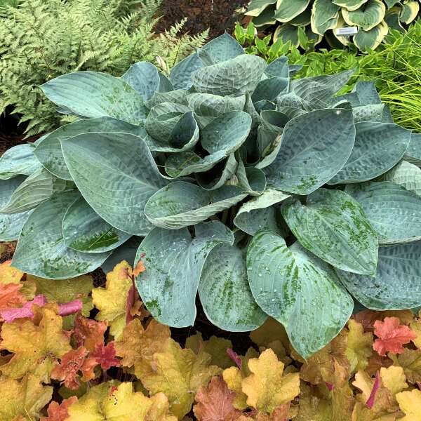 Hosta 'Above the Clouds’